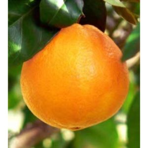 پرتقال تامسون خونی